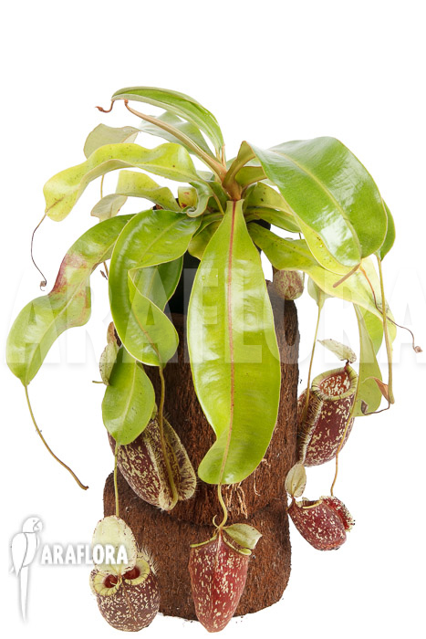 Nepenthes x hookeriana &lsquo;Dark&rsquo; (rafflesianum x ampularia) &lsquo;XL&rsquo;