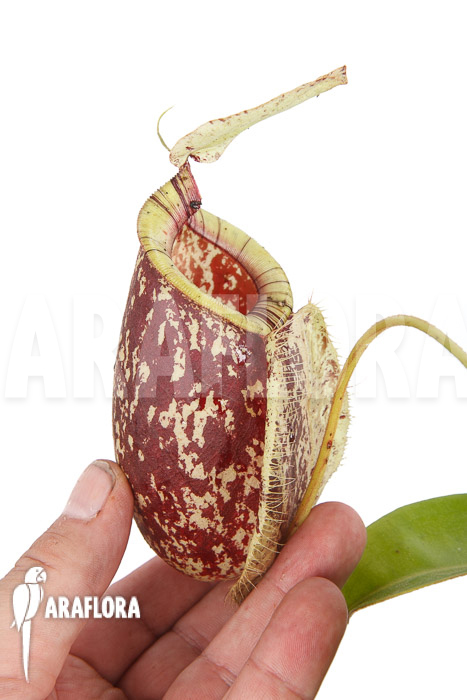 Nepenthes x hookeriana &lsquo;Dark&rsquo; (rafflesianum x ampularia) &lsquo;XL&rsquo;