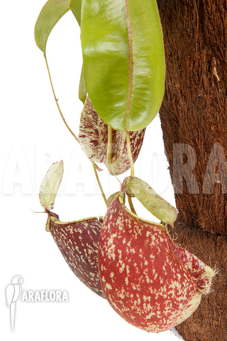 Nepenthes x hookeriana &lsquo;Dark&rsquo; (rafflesianum x ampularia) &lsquo;XL&rsquo;
