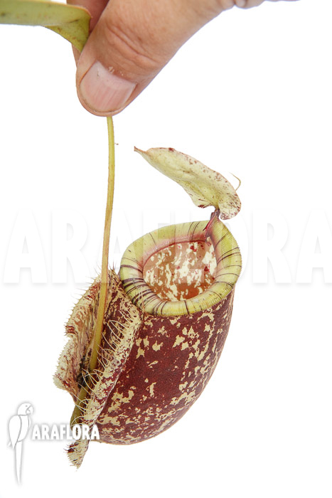 Nepenthes x hookeriana &lsquo;Dark&rsquo; (rafflesianum x ampularia) &lsquo;XL&rsquo;