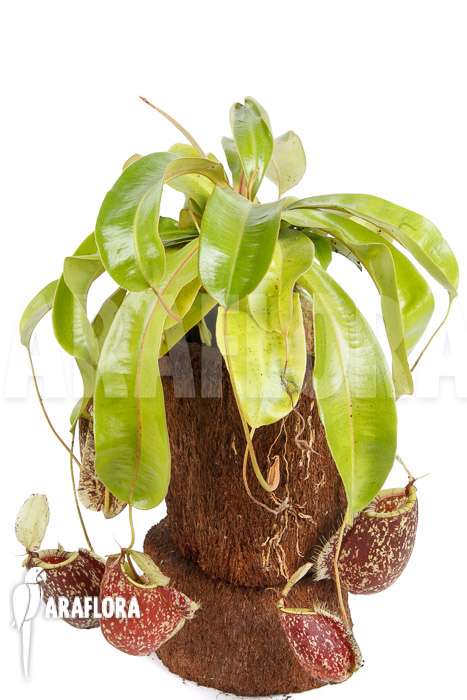 Nepenthes x hookeriana &lsquo;Dark&rsquo; (rafflesianum x ampularia) &lsquo;XL&rsquo;