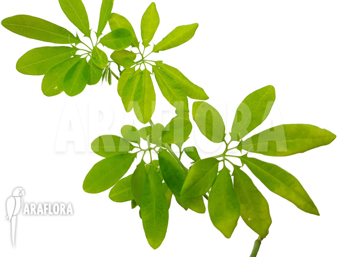 Passiflora cirrhiflora