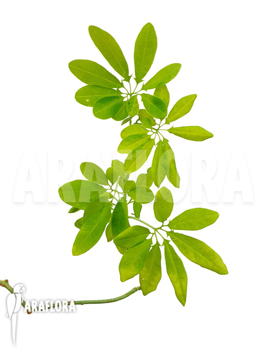 Passiflora cirrhiflora