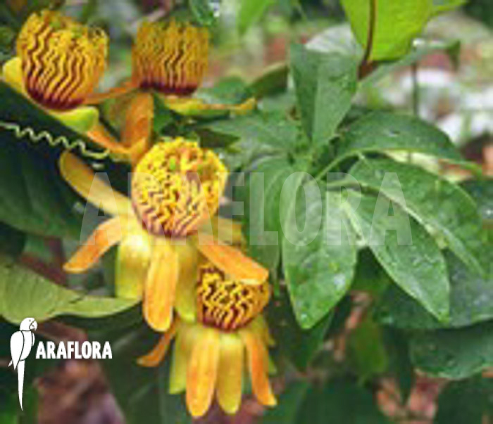 Passiflora cirrhiflora