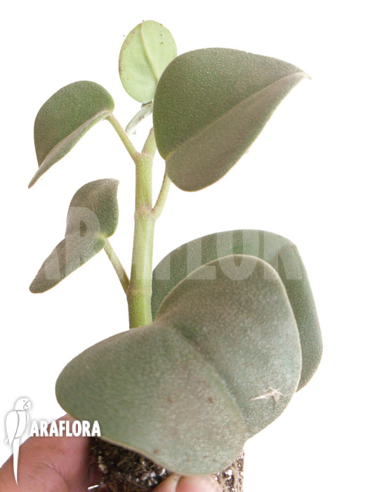 Peperomia hovaria &lsquo;Starter&rsquo;