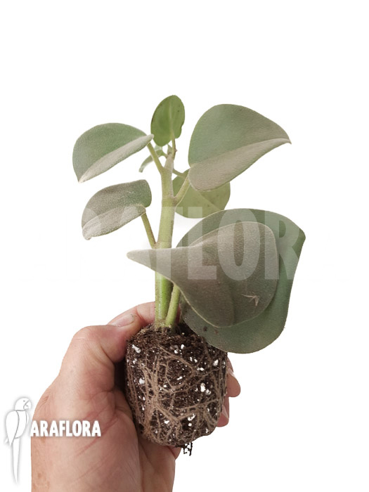 Peperomia hovaria &lsquo;Starter&rsquo;