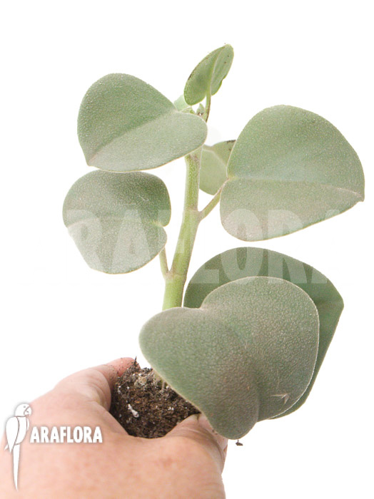 Peperomia hovaria &lsquo;Starter&rsquo;