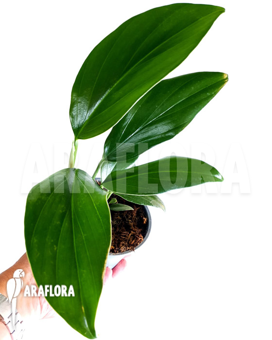 Philodendron &lsquo;Kylin tail&rsquo;
