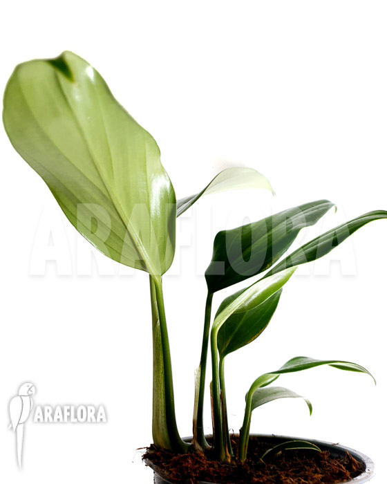 Philodendron &lsquo;Kylin tail&rsquo;