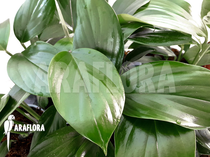 Philodendron &lsquo;Kylin tail&rsquo;
