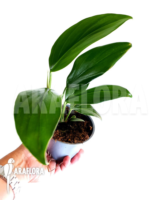 Philodendron &lsquo;Kylin tail&rsquo;