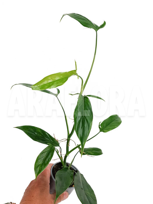 Philodendron anisotomum