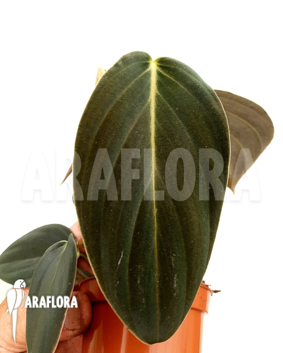 Philodendron gigas &lsquo;starter&rsquo;