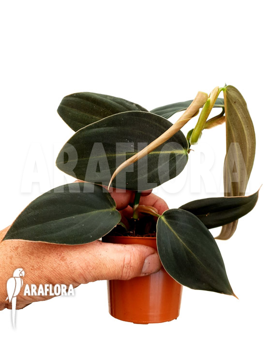 Philodendron gigas &lsquo;starter&rsquo;