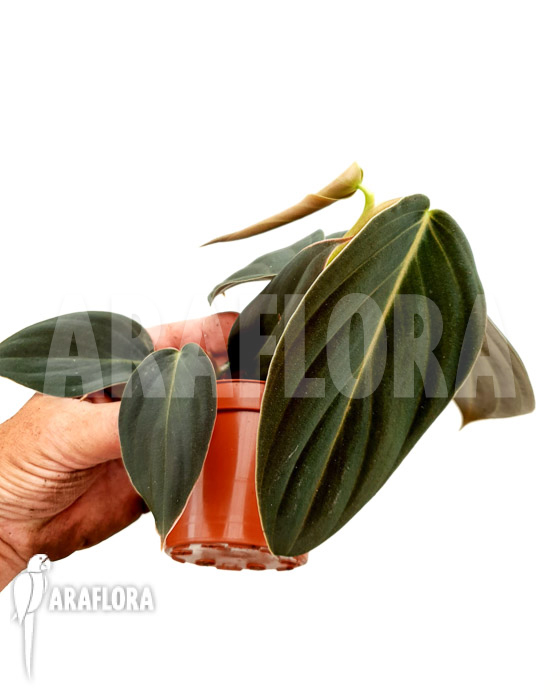 Philodendron gigas &lsquo;starter&rsquo;
