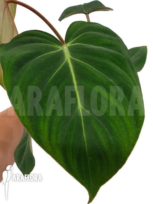 Philodendron gloriosum Type C &lsquo;starter&rsquo;
