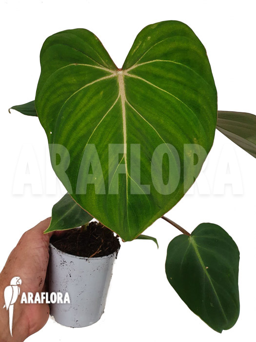 Philodendron gloriosum Type C &lsquo;starter&rsquo;