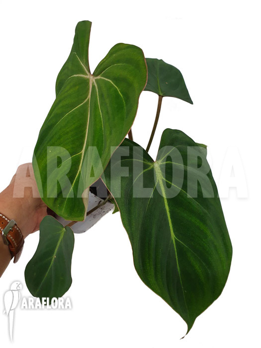 Philodendron gloriosum Type C &lsquo;starter&rsquo;