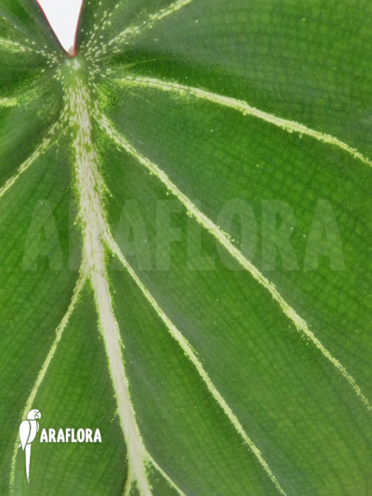 Philodendron gloriosum &lsquo;starter&rsquo;