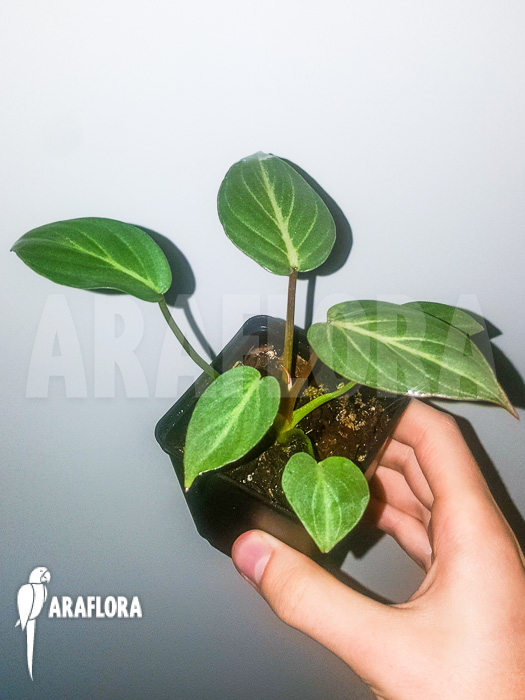 Philodendron gloriosum &lsquo;starter&rsquo;