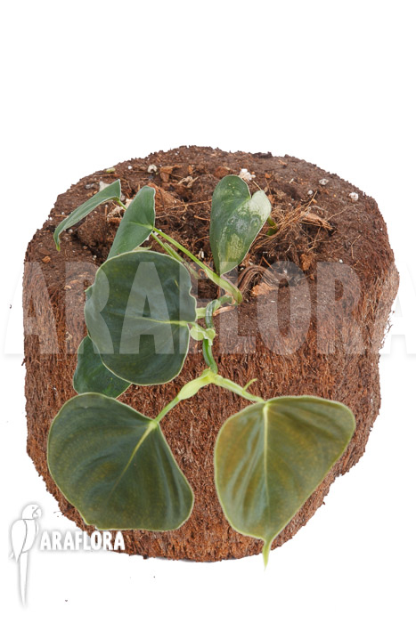 Philodendron lupinum