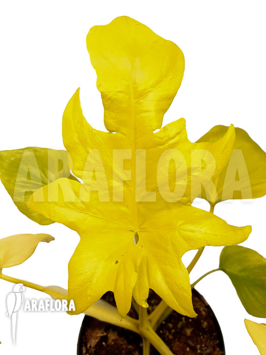 Philodendron selloum yellow &lsquo;starter&rsquo;