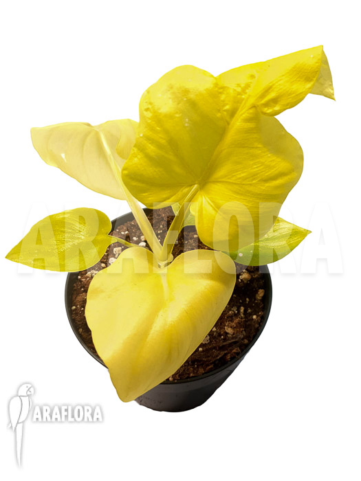 Philodendron selloum yellow &lsquo;starter&rsquo;