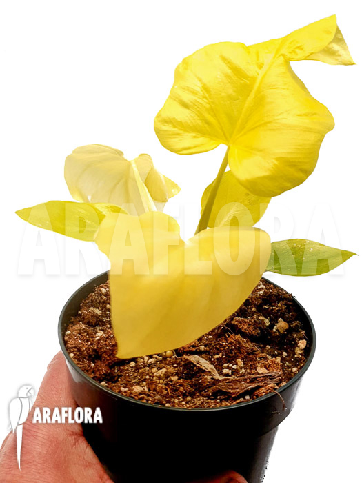 Philodendron selloum yellow &lsquo;starter&rsquo;