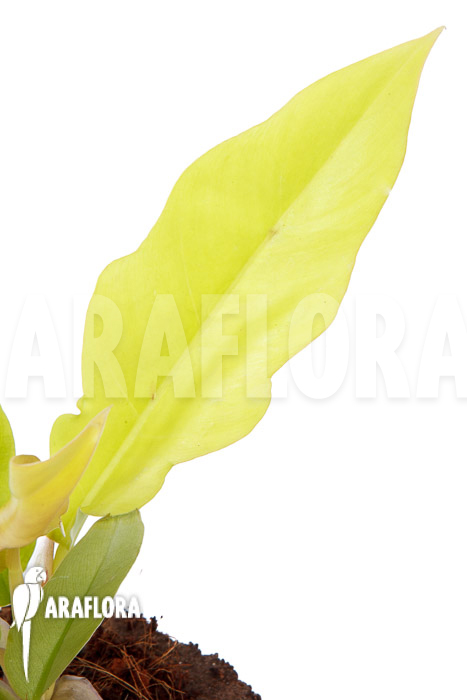 Philodendron x &lsquo;Golden Saw&rsquo;