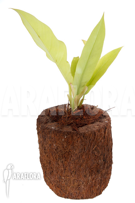 Philodendron x &lsquo;Golden Saw&rsquo;