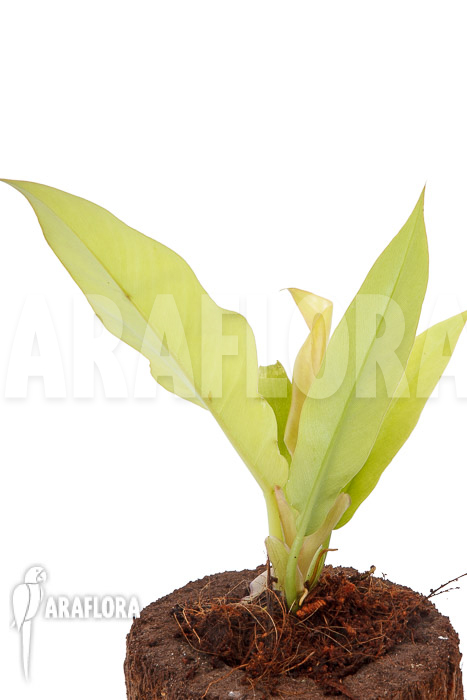 Philodendron x &lsquo;Golden Saw&rsquo;