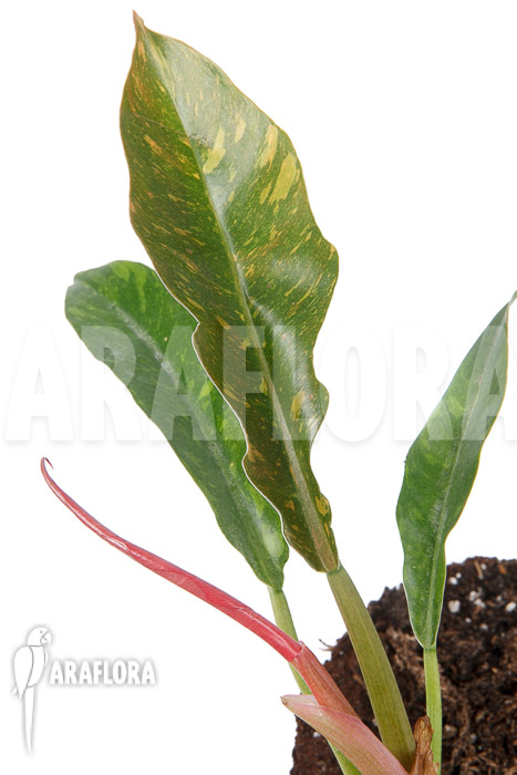 Philodendron x &lsquo;caramel marble pink&rsquo;