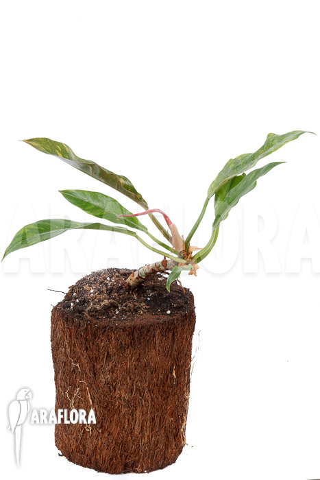 Philodendron x &lsquo;caramel marble pink&rsquo;