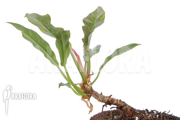 Philodendron x &lsquo;caramel marble pink&rsquo;