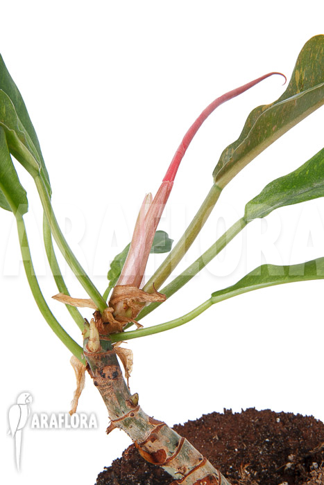 Philodendron x &lsquo;caramel marble pink&rsquo;