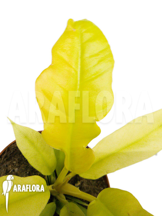 Philodendron &lsquo;Yellow saw&rsquo;