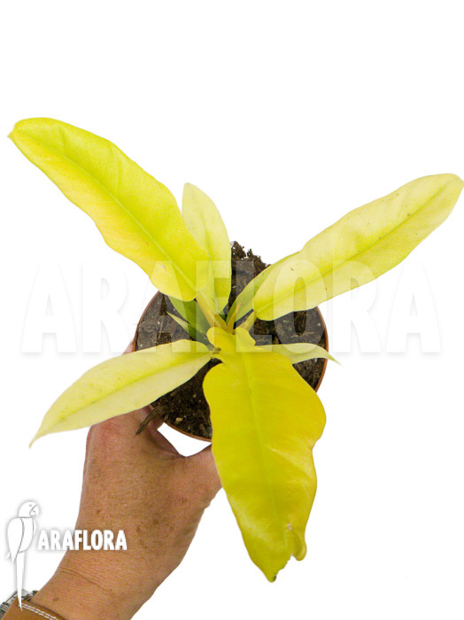 Philodendron &lsquo;Yellow saw&rsquo;