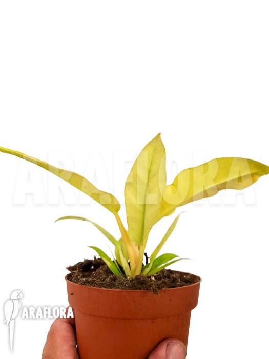 Philodendron &lsquo;Yellow saw&rsquo;