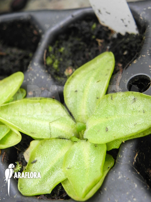 Pinguicula poldinii
