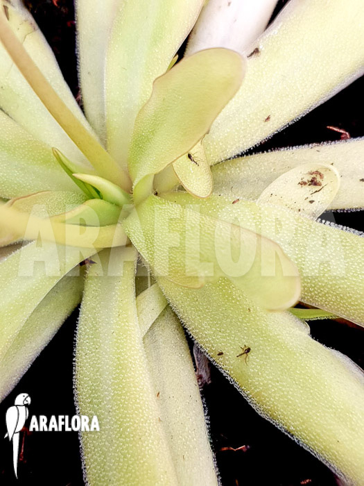 Pinguicula x &lsquo;Anna&rsquo;