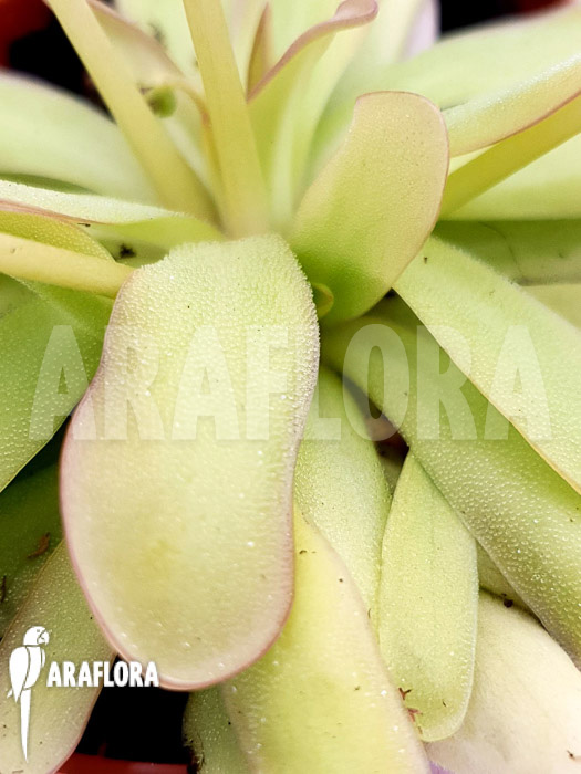 Pinguicula x &lsquo;Anna&rsquo;