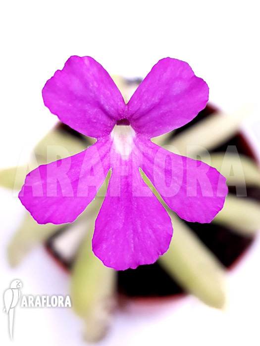 Pinguicula x &lsquo;Anna&rsquo;