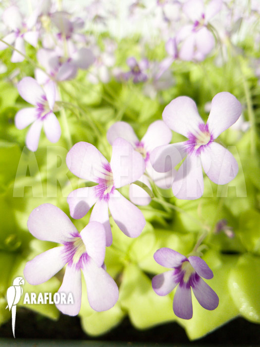 Pinguicula x &lsquo;Tina&rsquo;