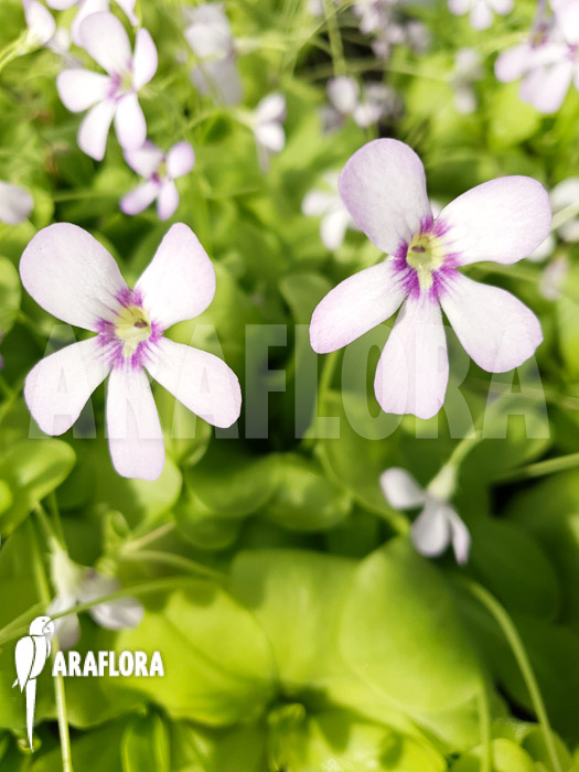Pinguicula x &lsquo;Tina&rsquo;