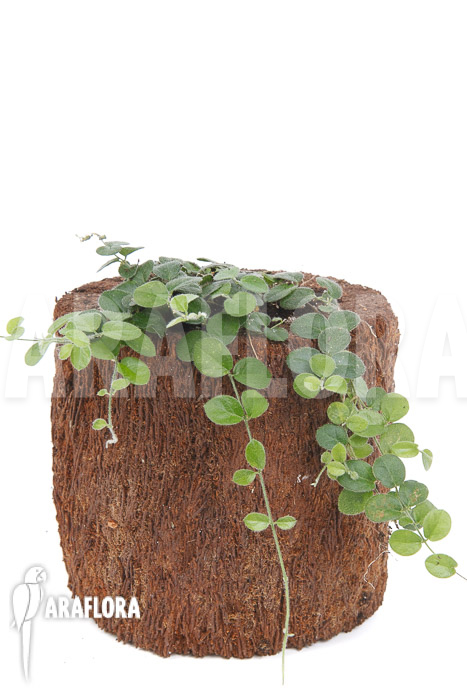 Plant species a2 costa rica