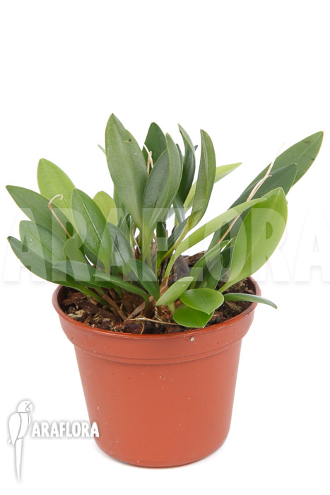 Pleurothallis corniculata