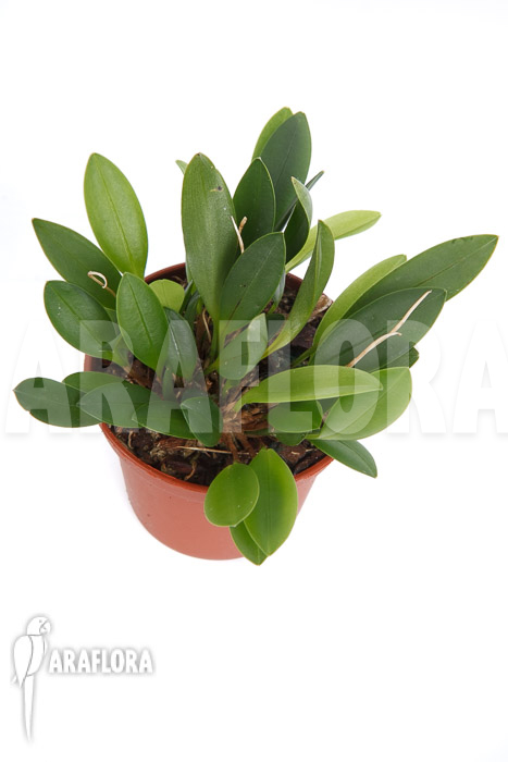 Pleurothallis corniculata