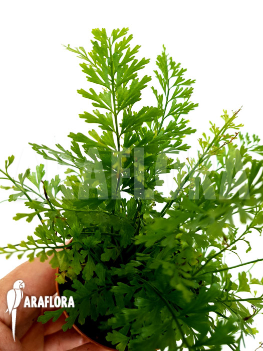 Polystichum sp Tropical