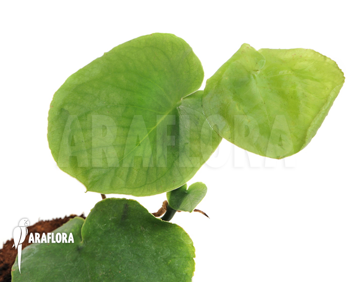 Rhaphidophora celatocaulis &lsquo;Large species&rsquo;