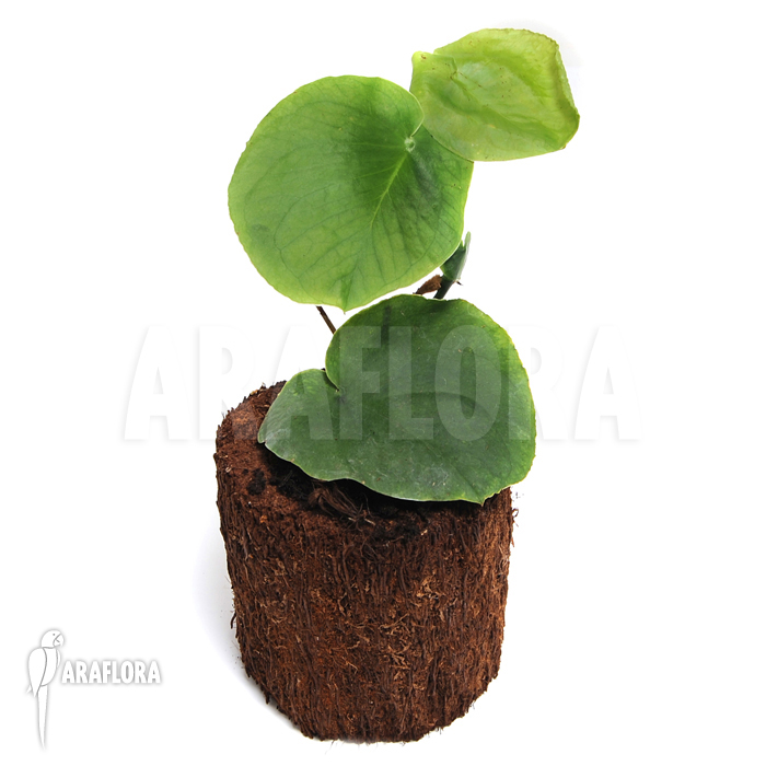 Rhaphidophora celatocaulis &lsquo;Large species&rsquo;